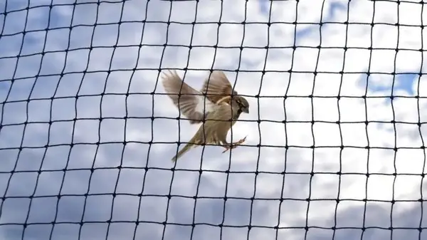 Anti Bird Safety Nets