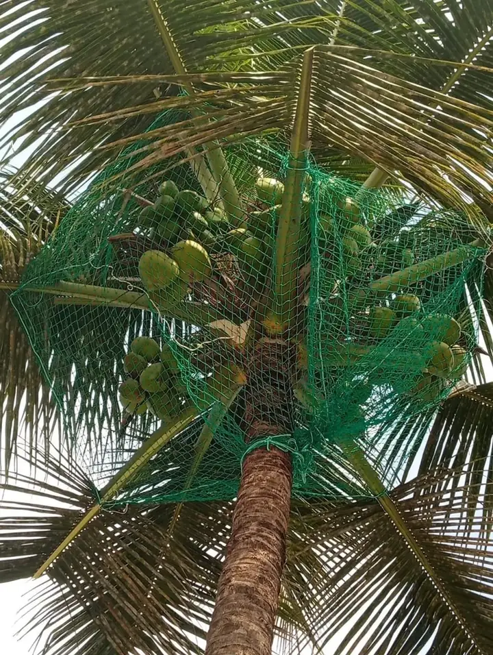Coconut Tree Safety Nets Bangalore