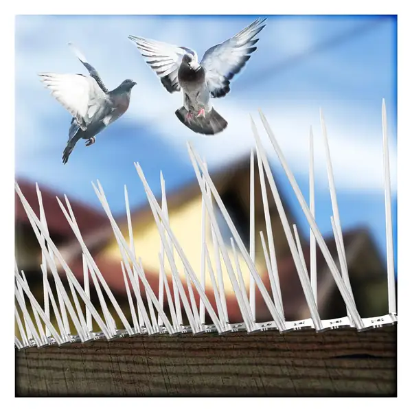 Pigeon Spikes